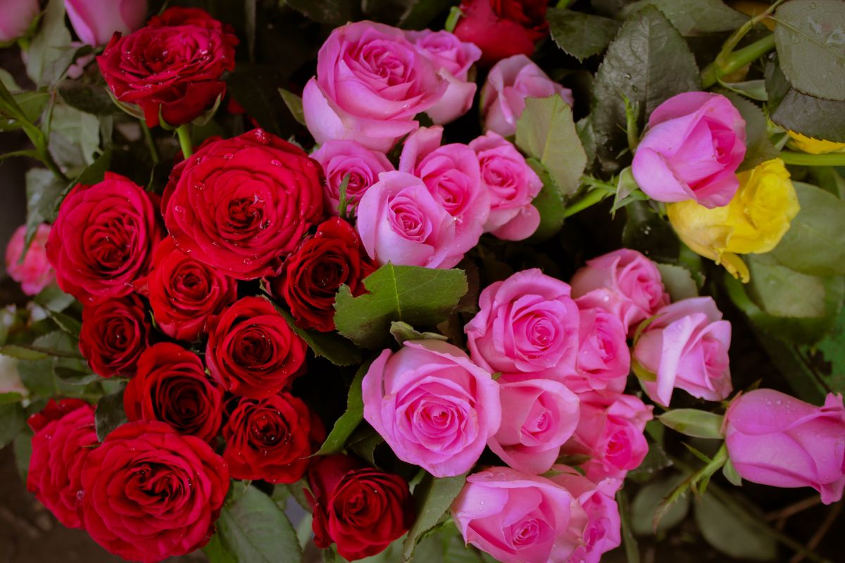 Rosas coloridas KiFlores